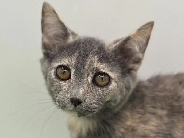 A baby small-sized female Domestic Short Hair cat named South for adoption in Portland, OR