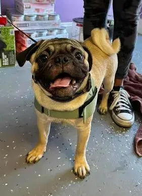 A baby small-sized male Apricot / Beige Pug dog named Tiger for adoption in Woodbridge, VA