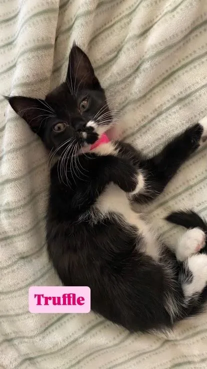A baby medium-sized female Domestic Long Hair cat named Truffle for adoption in Crown Point, IN