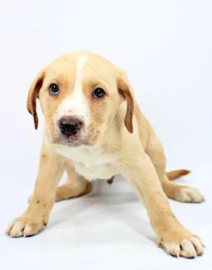 A baby medium-sized male Australian Shepherd dog named Bentley for adoption in Morton Grove, IL