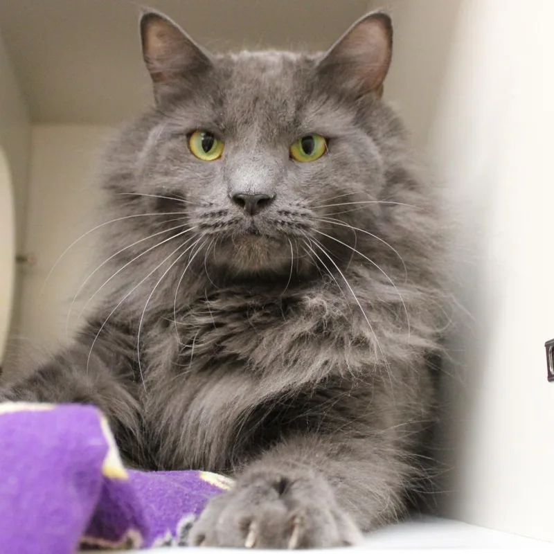 An adult large-sized male Gray / Blue / Silver Domestic Long Hair cat named Storm for adoption in Champaign, IL