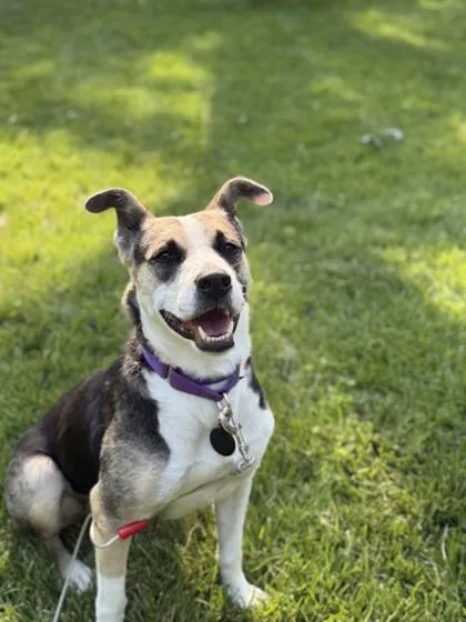 An adult medium-sized female Mixed Breed dog named Calli for adoption in Merriam, KS