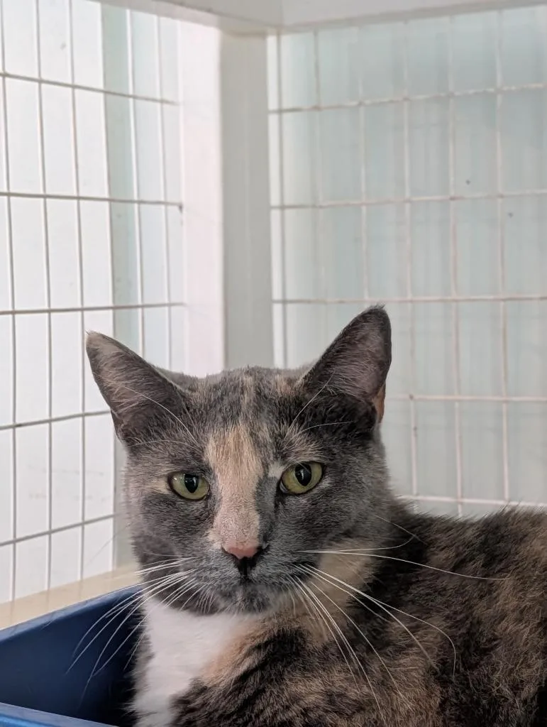 An adult medium-sized female Domestic Short Hair cat named Celene for adoption in Kingsland, GA
