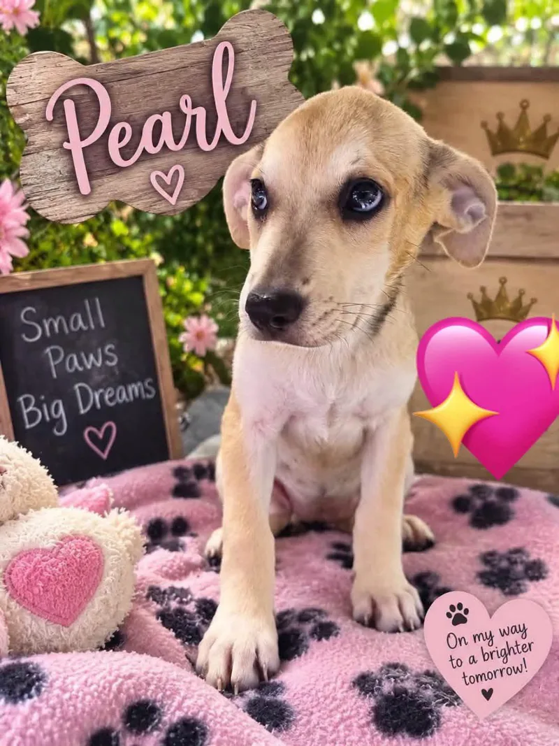 A baby large-sized female Catahoula Leopard Dog dog named Pearl for adoption in New London, WI