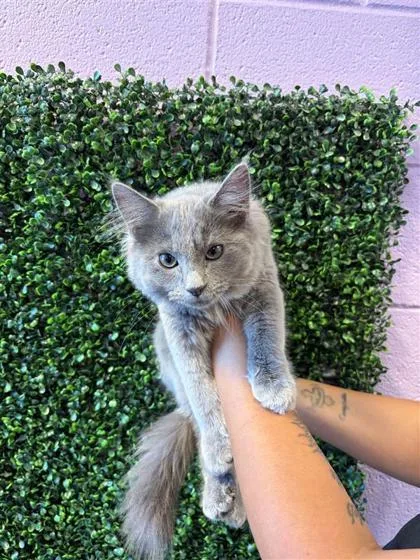 A baby medium-sized male Gray / Blue / Silver Domestic Medium Hair cat named 61674366 for adoption in El Paso, TX