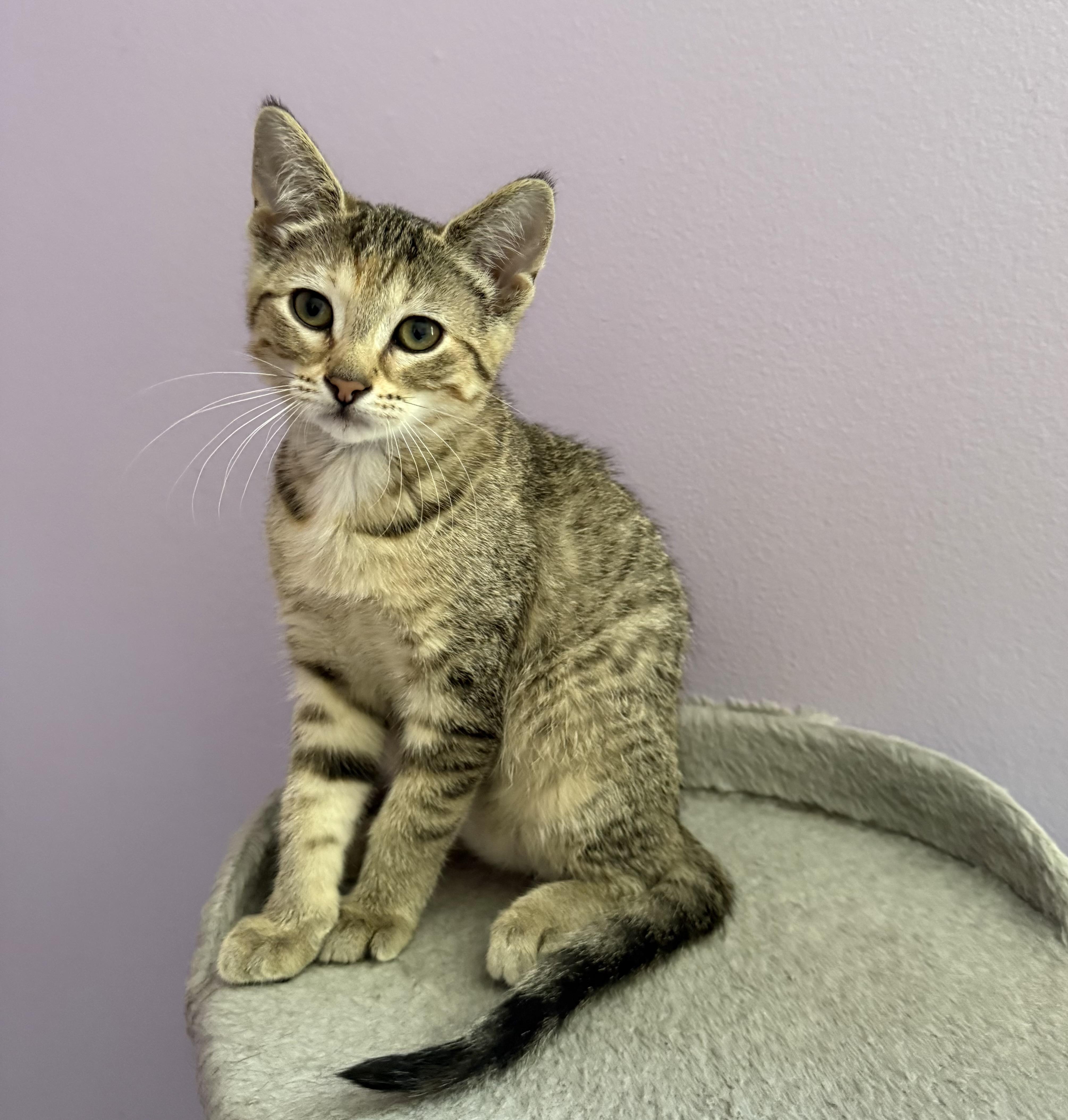 A baby medium-sized female Tabby (Buff / Tan / Fawn) Domestic Short Hair cat named Trivia for adoption in Garden City, MI