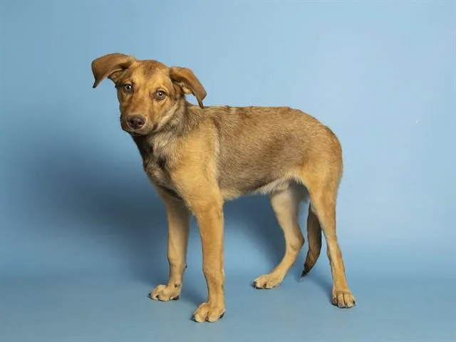 A baby small-sized male Siberian Husky dog named Crush for adoption in Phoenix, AZ