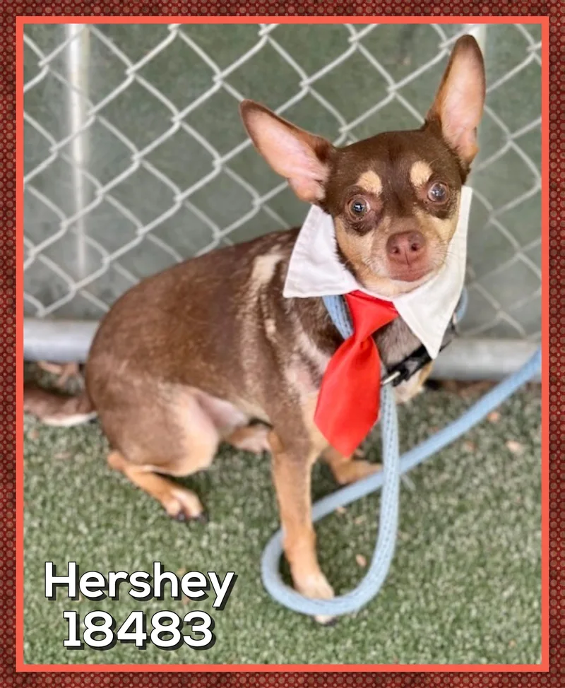 Hershey thumbnail 2