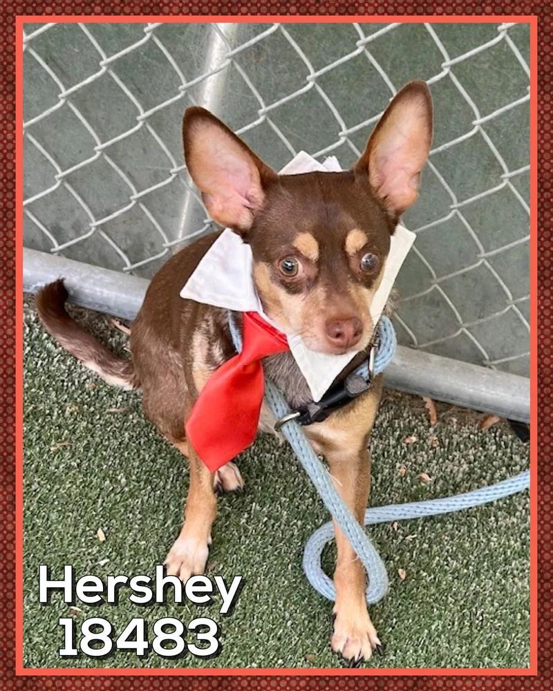 Hershey thumbnail 3