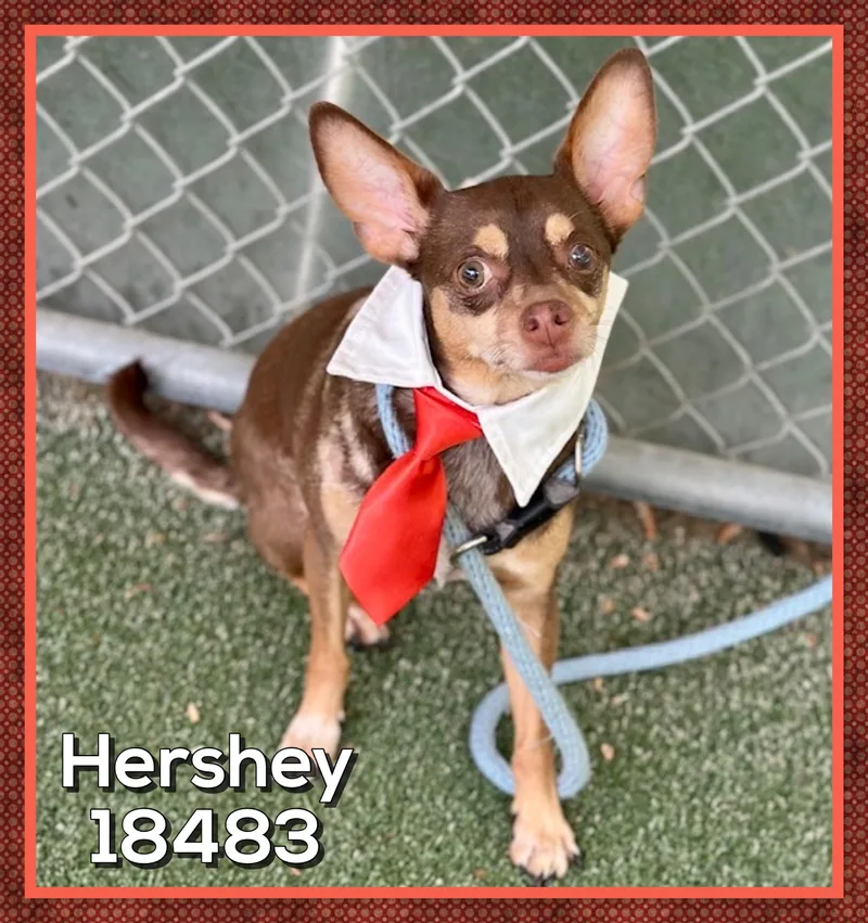 A senior small-sized male Brown / Chocolate Chihuahua dog named Hershey for adoption in Marietta, GA