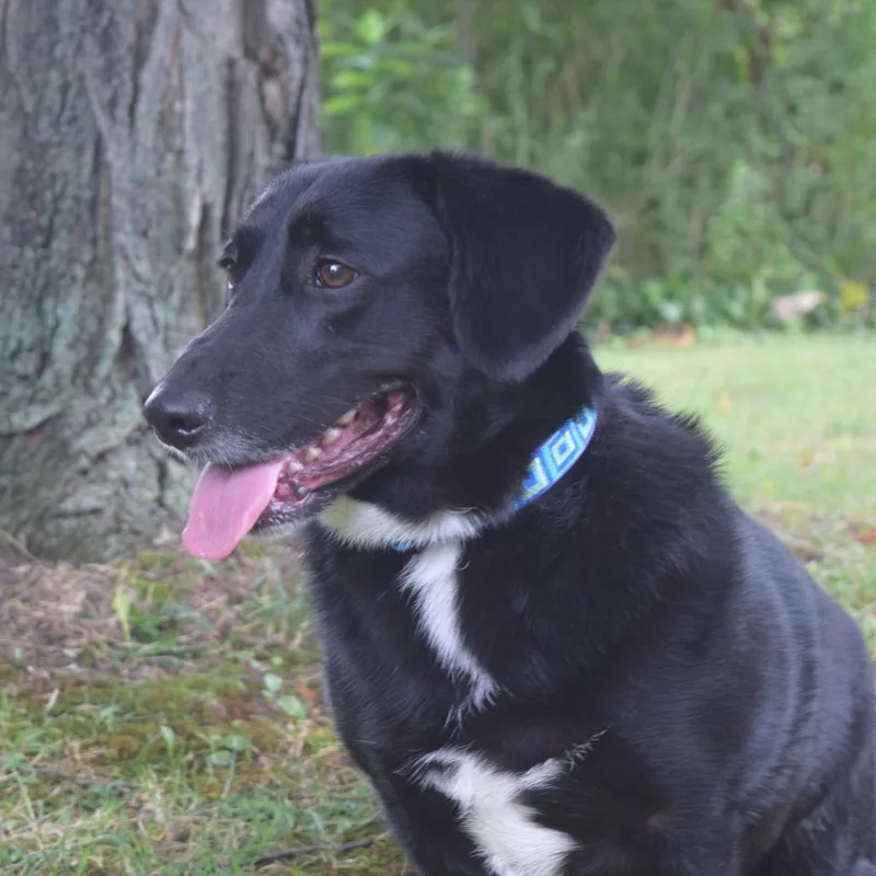 An adult medium-sized female Corgi dog named Maybelline for adoption in McKean, PA