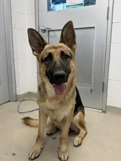 An adult large-sized male German Shepherd Dog dog named Luther for adoption in Haw River, NC