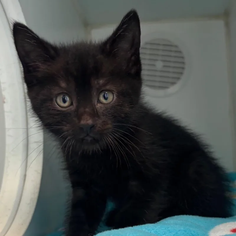 A baby small-sized male Black Domestic Short Hair cat named Typhoon for adoption in Naperville, IL