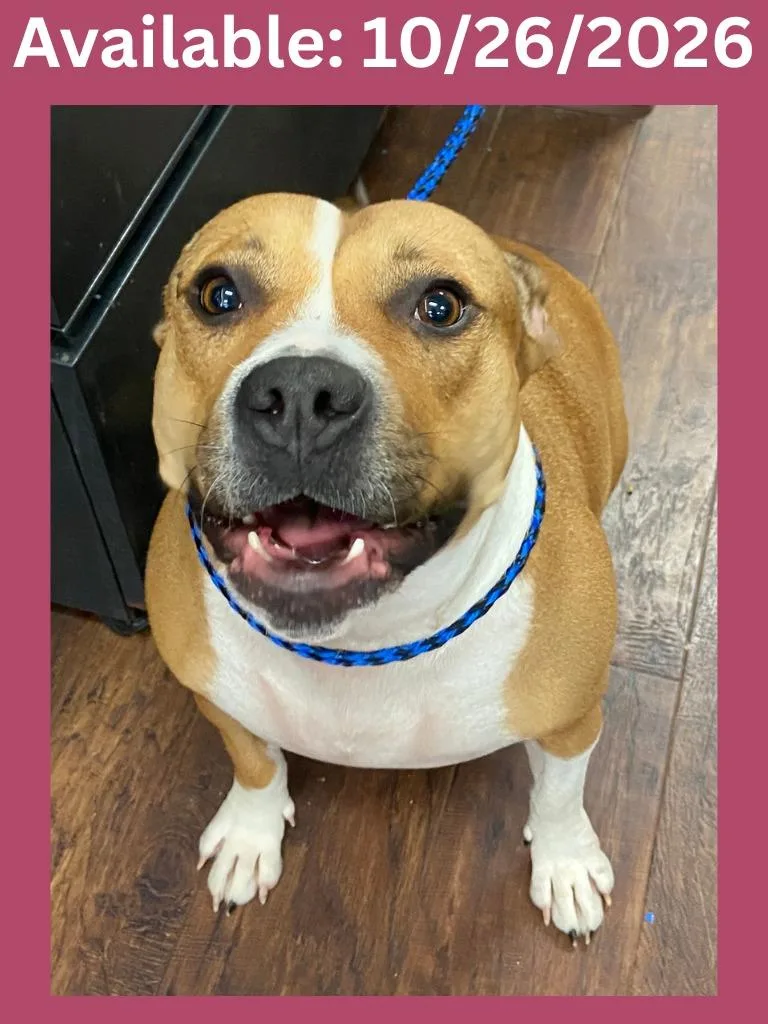An adult medium-sized female Pit Bull Terrier dog named Dog Kennel  Carmel for adoption in Greenville, TX