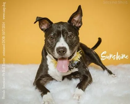 Sunshine thumbnail 3