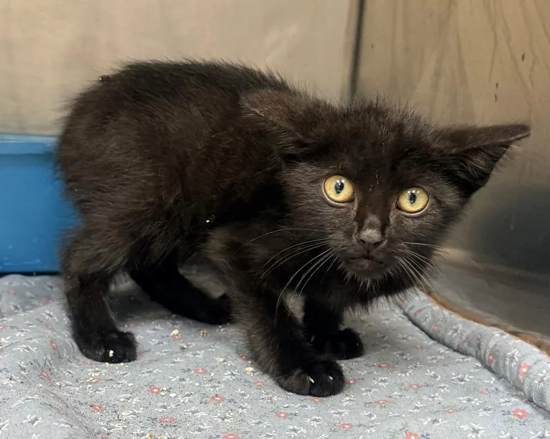 A baby small-sized male Domestic Short Hair cat named Tippy for adoption in North Vernon, IN