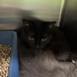 An adult small-sized female Black Domestic Short Hair cat named Rosie for adoption in Shinnston, WV