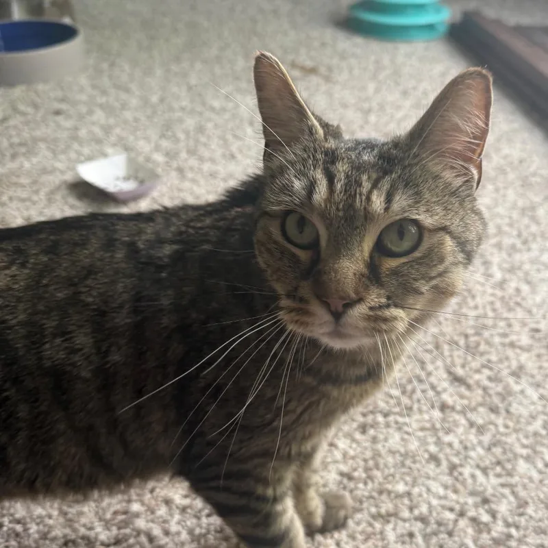 An adult small-sized male Brown / Chocolate Domestic Short Hair cat named Noah for adoption in Frederick, MD
