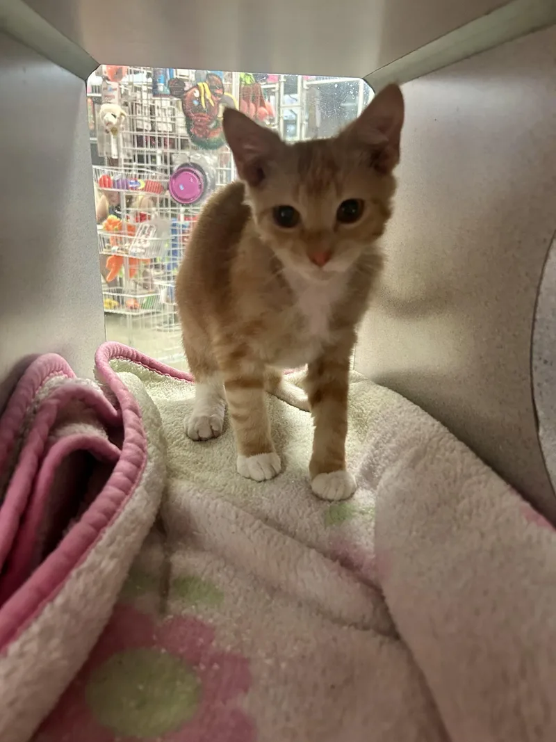 A baby small-sized male Tabby (Orange / Red) Domestic Short Hair cat named Dutch Boy for adoption in Waterloo, IA