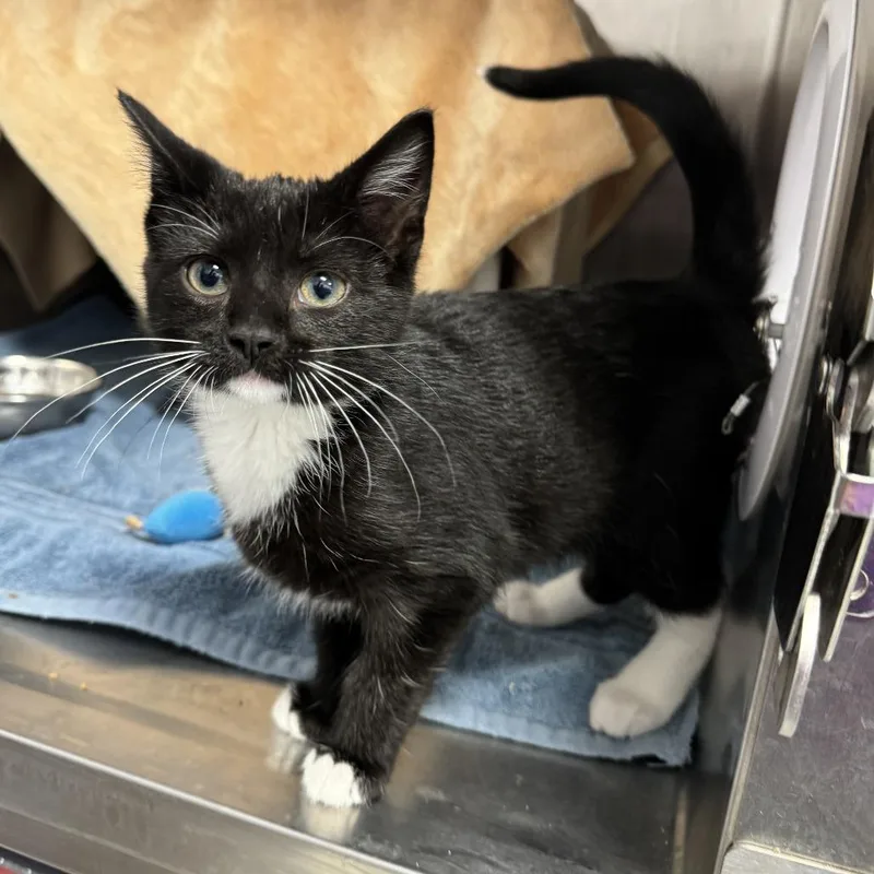 A baby small-sized female Black Domestic Short Hair cat named Spork for adoption in Fort Wayne, IN