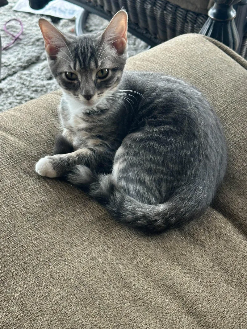 A young medium-sized female Domestic Short Hair cat named Jacqueline for adoption in Wilmington, NC