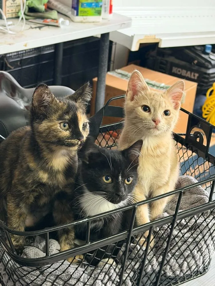 A baby small-sized male Domestic Short Hair cat named Texas for adoption in Mishawaka, IN