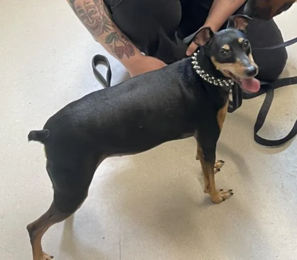 An adult medium-sized male Miniature Pinscher dog named Rocky for adoption in El Cajon, CA