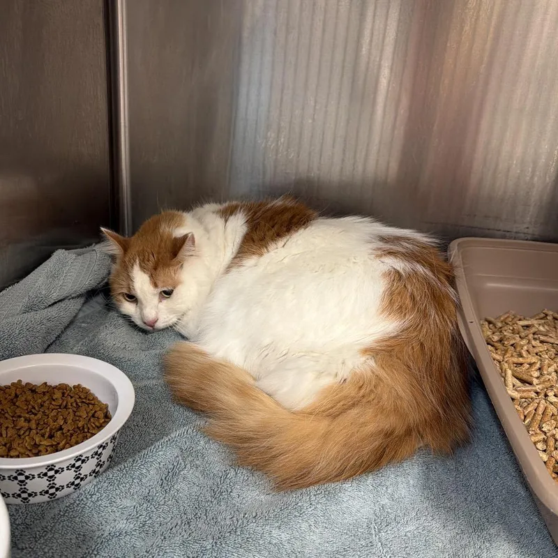 An adult extra large-sized male White Domestic Medium Hair cat named Jasper for adoption in Port Charlotte, FL