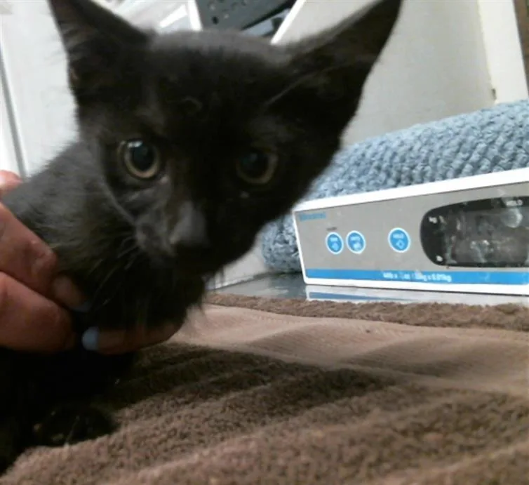 A baby small-sized male Domestic Short Hair cat named Colt for adoption in Houston, TX