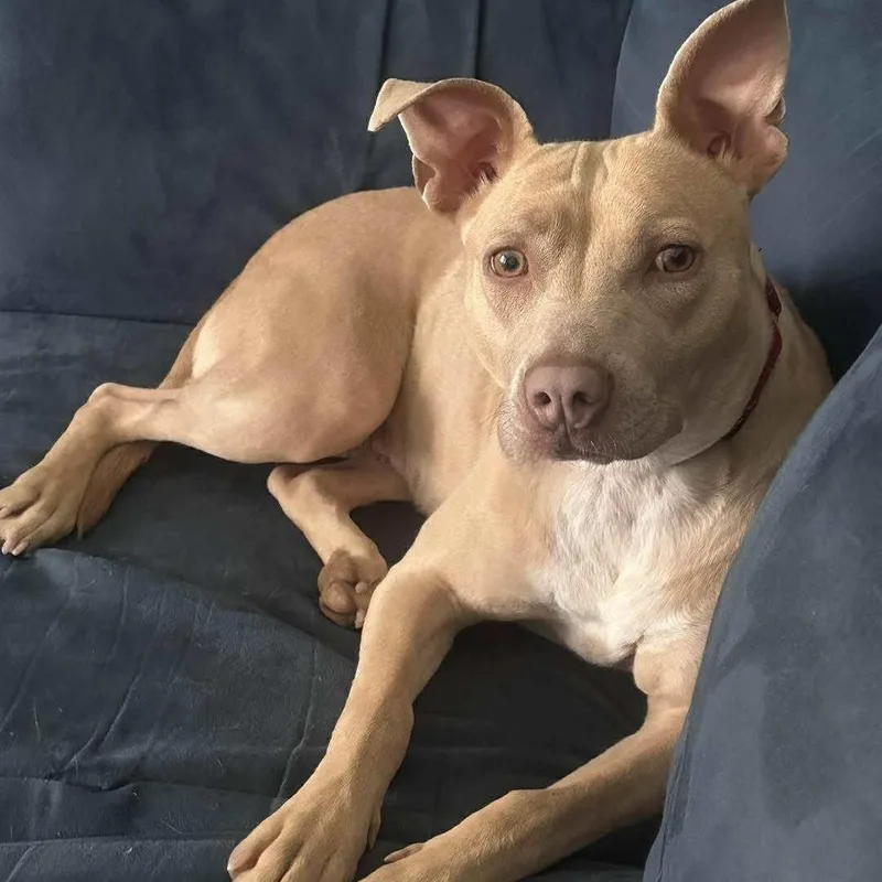 A young medium-sized female Mixed Breed dog named Effie for adoption in Tunica, MS