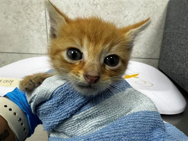 A baby small-sized male Domestic Short Hair cat named Ponkin for adoption in Naples, FL