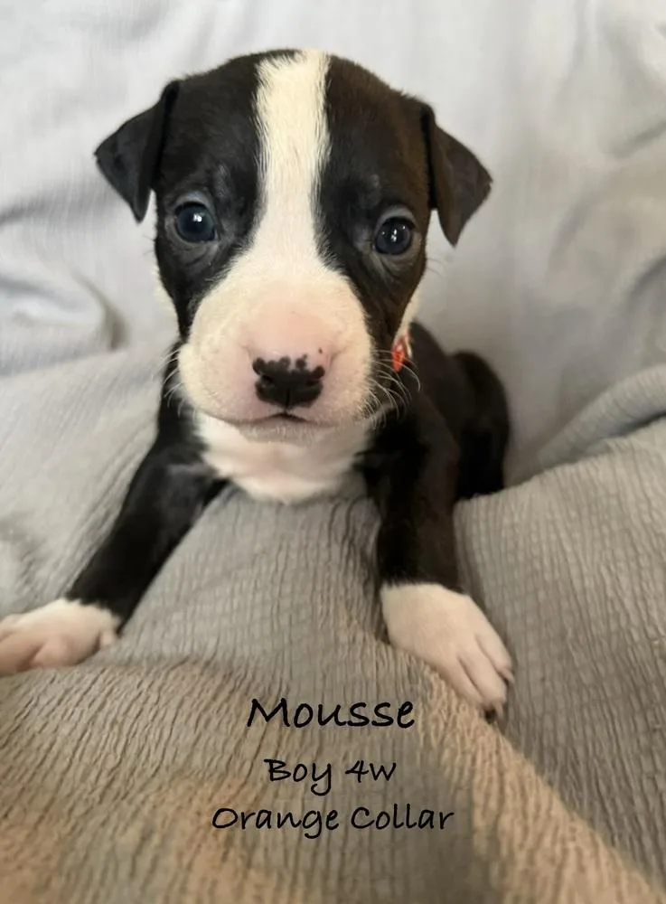 A baby small-sized male Tricolor (Brown, Black, & White) Pit Bull Terrier dog named Mousse for adoption in Colorado Springs, CO