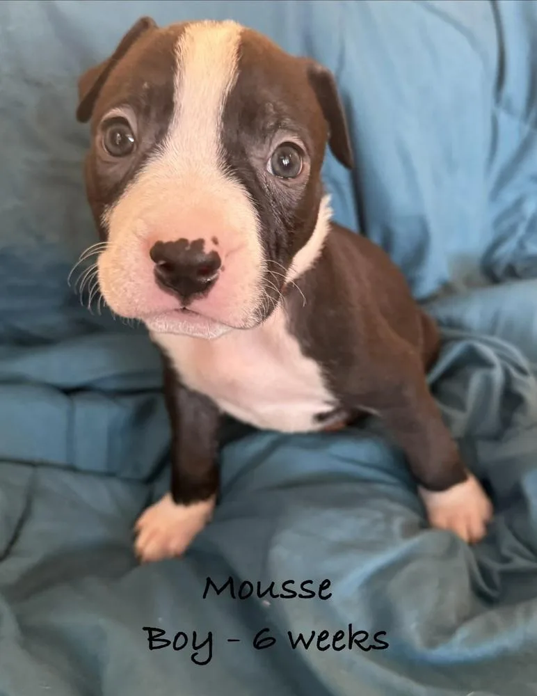 Mousse thumbnail 2