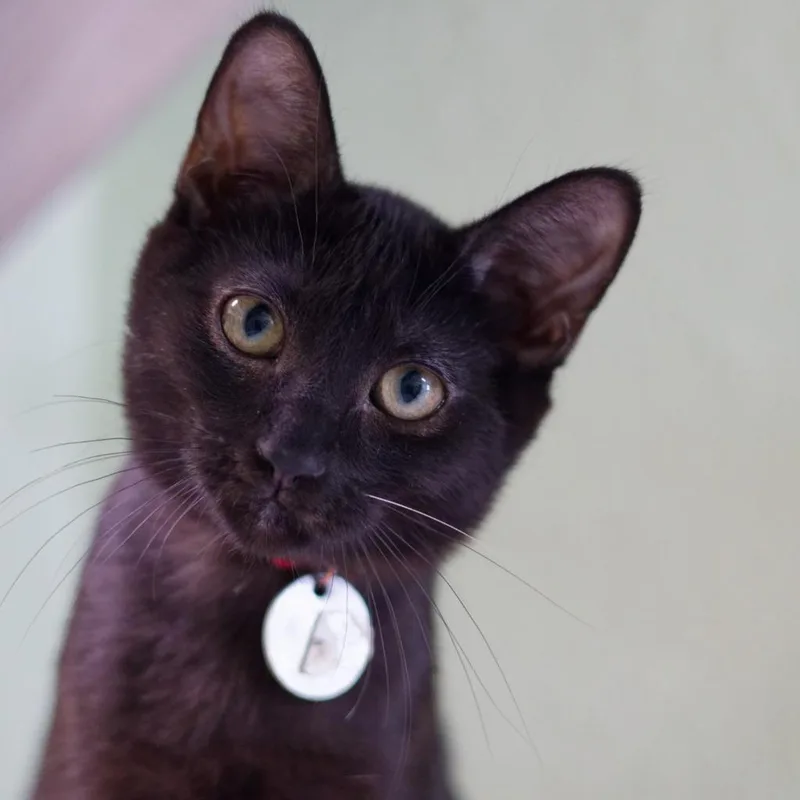 A baby medium-sized female Domestic Short Hair cat named Dr. Gray for adoption in Hot Springs, AR