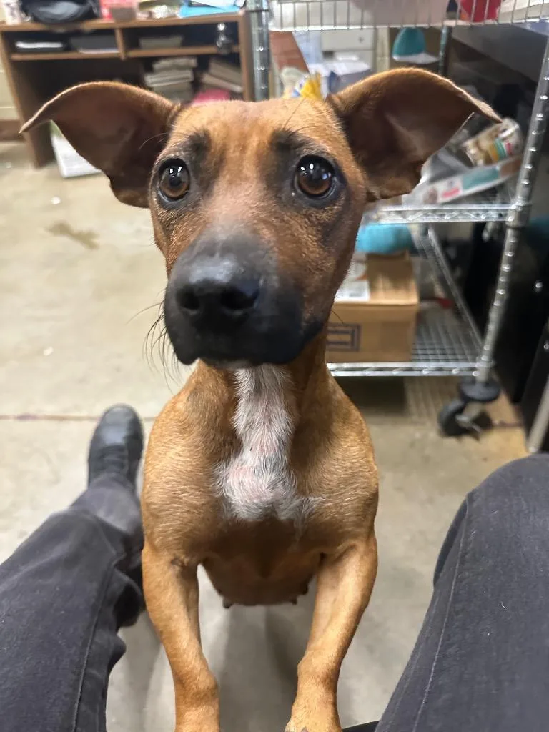 An adult medium-sized female Mixed Breed dog named Shorty for adoption in Douglasville, GA