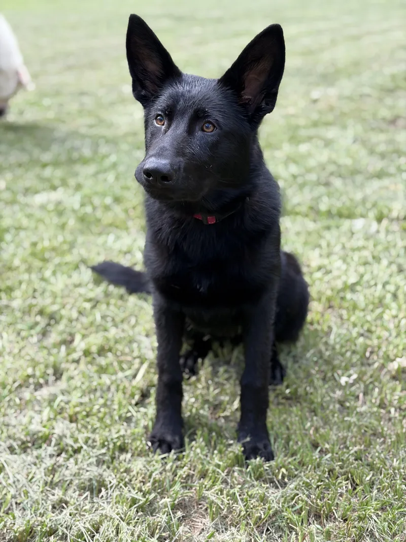 Georgia