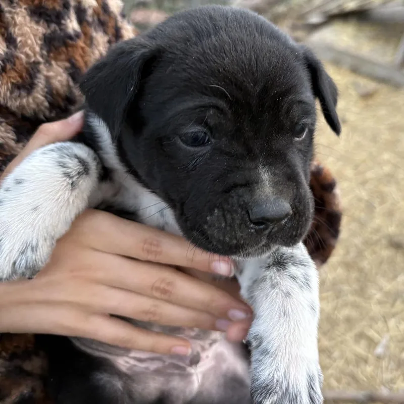 Sunburst thumbnail 2