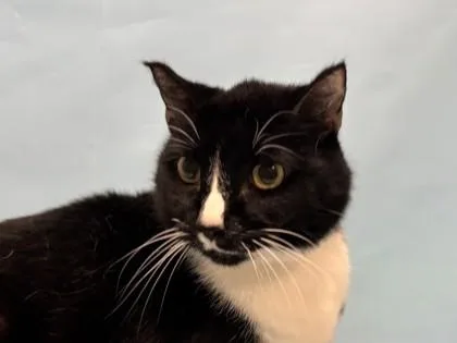 A senior small-sized male Domestic Short Hair cat named Oreo for adoption in Golden Valley, MN