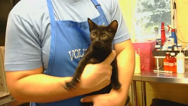 A baby medium-sized male Domestic Short Hair cat named Binx for adoption in Cookeville, TN
