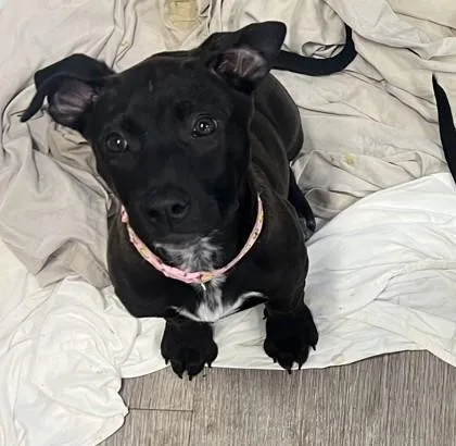 A baby medium-sized female Mixed Breed dog named Apple for adoption in West Chester, PA