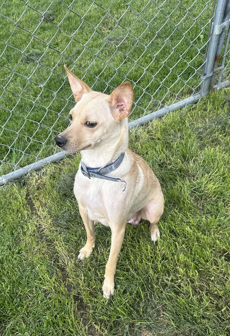 A young medium-sized female Chihuahua dog named Tika for adoption in Stahlstown, PA