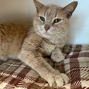 An adult large-sized male Tabby (Buff / Tan / Fawn) Domestic Short Hair cat named Kingsley for adoption in Manassas, VA