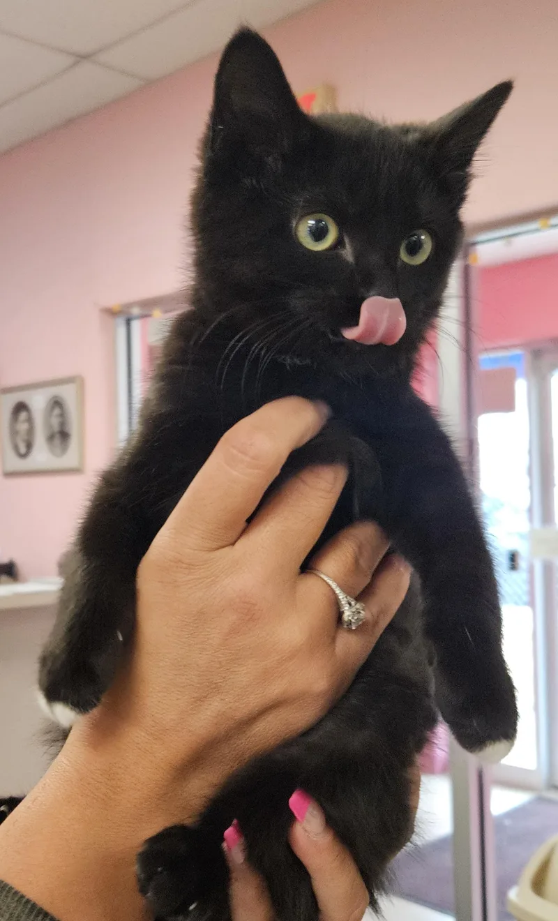 A baby medium-sized male Black & White / Tuxedo Domestic Short Hair cat named Spring for adoption in Fall River, MA