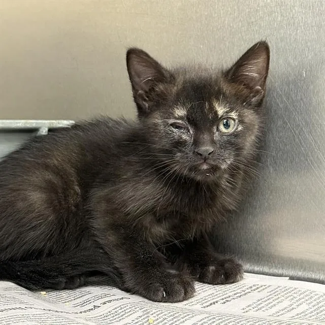 A baby small-sized female Domestic Short Hair cat named Jelly for adoption in Las Vegas, NV