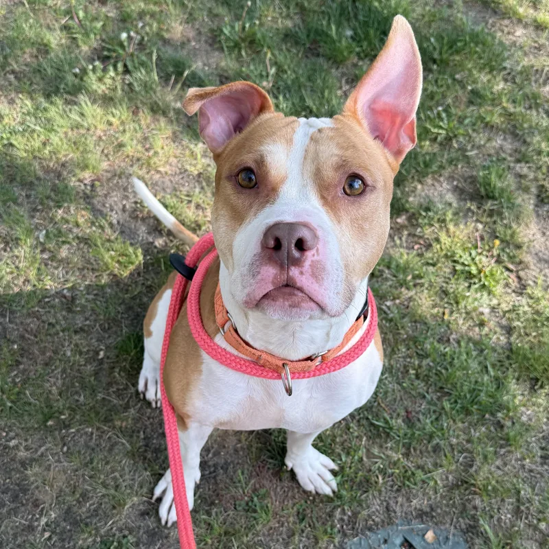 An adult medium-sized male Red / Chestnut / Orange Pit Bull Terrier dog named Polo for adoption in Eatontown, NJ