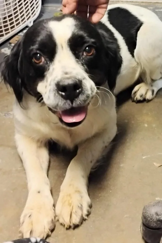 An adult medium-sized female Tricolor (Brown, Black, & White) Spaniel dog named Sunny for adoption in New Lexington, OH