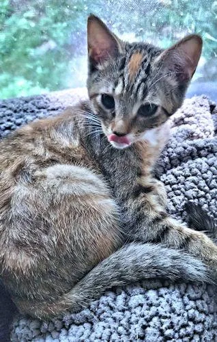 A baby medium-sized female Torbie cat named Duckie for adoption in Rutherfordton, NC