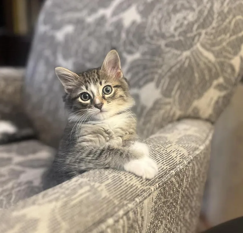 A baby small-sized male Tabby (Brown / Chocolate) Domestic Long Hair cat named Zach for adoption in Alexandria, VA