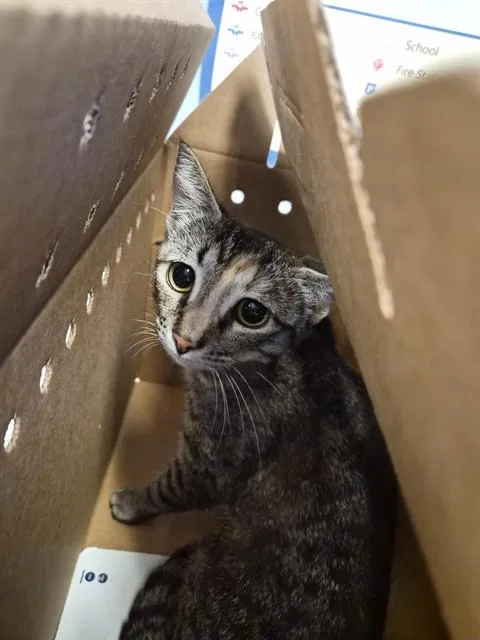 A young large-sized female Domestic Short Hair cat named Whiskey for adoption in San Jose, CA