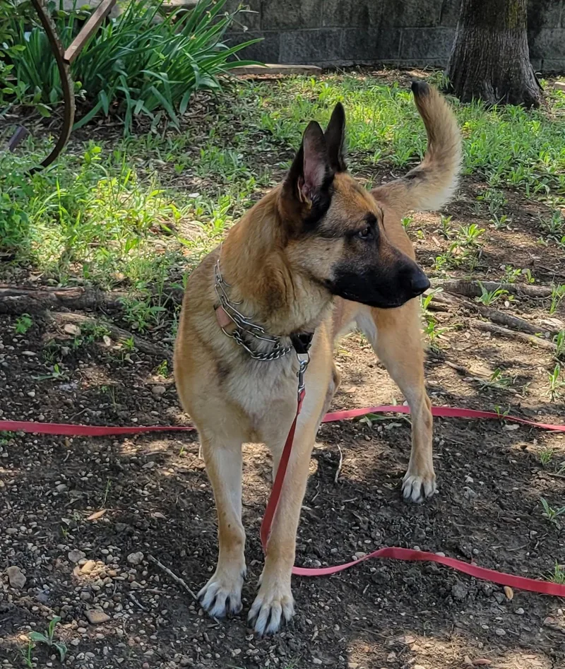 An adult large-sized female German Shepherd Dog dog named Red for adoption in Dallas, TX